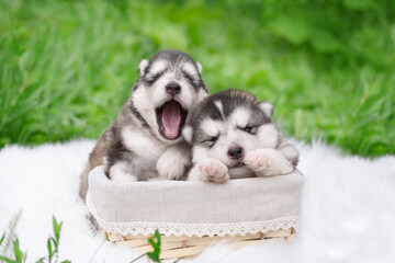 Cute newborn Alaskan Malamute puppies in summer in the garden on green grass