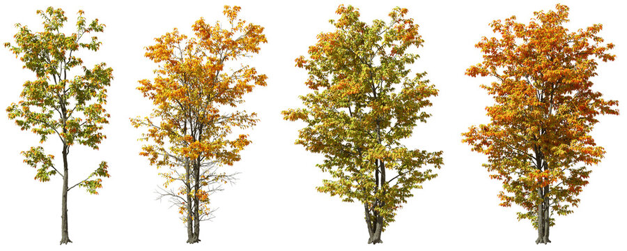Cutout seasonal colours autumn trees shapes on transparent backgrounds 3d render png