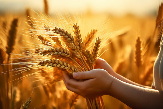 Close-up Photography Of Hands Holding Wheat Spikelets, Organic Farming Concept. Generative AI