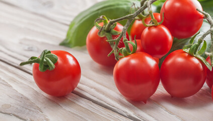 cherry tomatoes on the branches are ripe and tasty