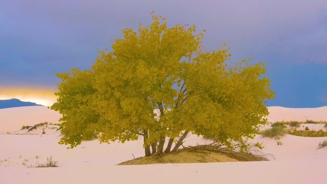 Glowing yellow leaf cottonwood tree on white sand dunes under dark stormy clouds. Picturesque pristine desert environment with sparsely growing plants in White Sands National Park just before storm.