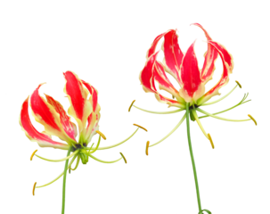 グロリオサ　7月撮影