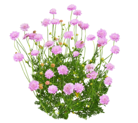 スカピオサ　6月撮影