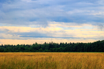 Fototapeta premium View over the orchard meadows to the edge of the forest in Siebenbrunn near Augsburg on a cloudy day
