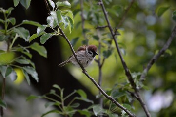 little sparrow on a branch