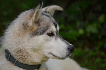 a big dog lies in the shade