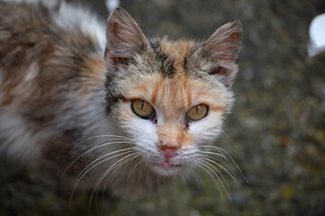 colorful cat with yellow eyes