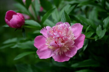 a pink peony blooms in the yard
