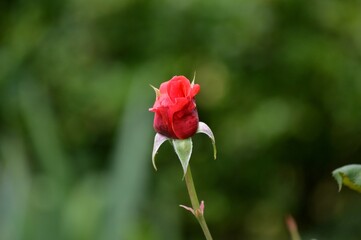 red rose bud in the yard