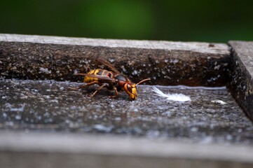 a large hornet on a tree