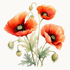 Colorful watercolor poppy flowers illustration on a white background. Generative AI