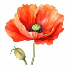Colorful watercolor poppy flowers illustration on a white background. Generative AI
