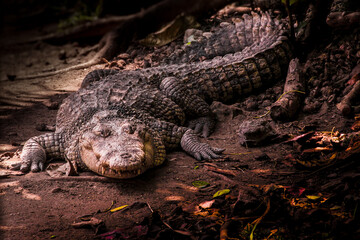 Looking in the eyes of a Crocodile