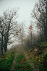 misty morning in the forest