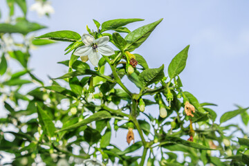 Flowering chilli pepper plant (Capsicum), Cape Town, Africa