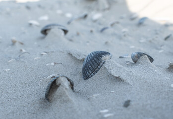 shells in the sand on the beach