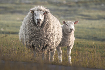 Fototapeta premium sheep and lamb grazing in the field
