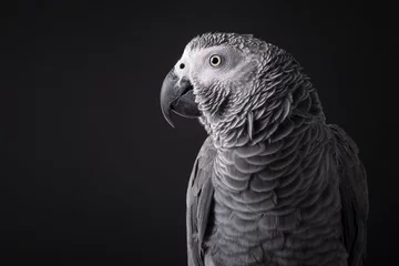 Foto auf Acrylglas Portrait of an African Grey parrot on a black background with space for copy © Elles Rijsdijk