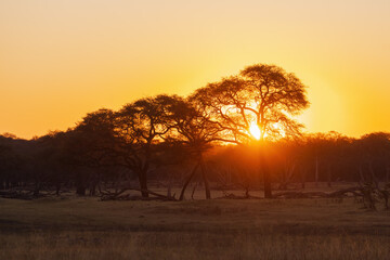 Plakat A beautiful African Tree Sunset