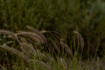 grass in the wind