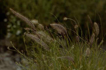 grass on the ground