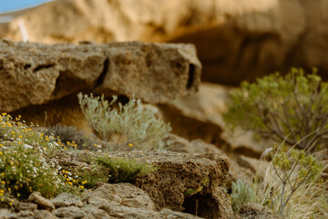 close up on  some flowers in the rock