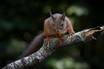 Eurasian red squirrel (Sciurus vulgaris)  on a branch. Noord Brabant in the  Netherlands. Dark background.                   
