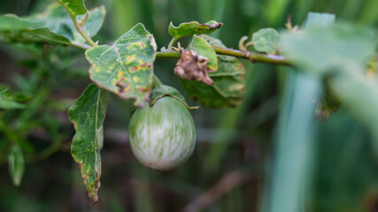 Eggplant fresh from the tree