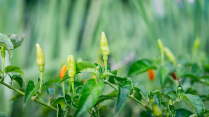 Obraz na płótnie Canvas Fresh peppers from the garden.