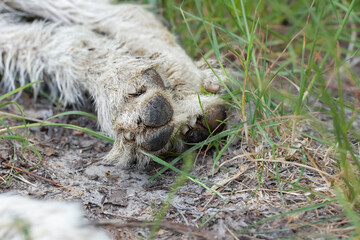 Obraz premium Dogs hind paws.The hind legs of a dog with a white dirty coat.A stray dog resting in the green grass in the park.