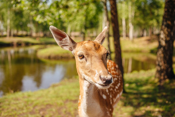 animals walking in the park, close-up