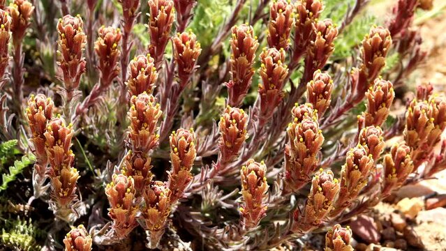 Ash Gray Paintbrush, Castilleja Cinerea, a native perennial monoclinous herb displaying terminal racemose spike inflorescences during springtime in the San Bernardino Mountains.