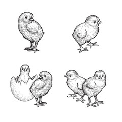 Hand drawn sketch style chicken set. Collection of cute baby chick drawings. Easter baby bird in engraved retro style. Vector illustrations.