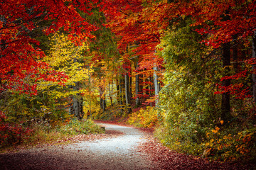 Autumn forest road.