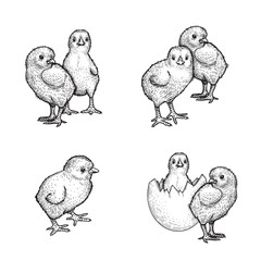 Hand drawn sketch style chicken set. Collection of cute baby chick drawings. Little lovely feathered baby bird in engraved retro style. Vector illustrations.