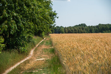 road through the field