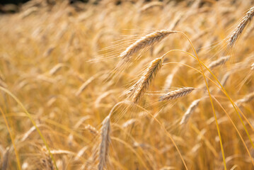 golden wheat field in summer
