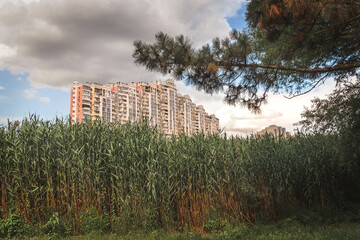 A modern multi-apartment high-rise beautiful residential building against a cloudy blue sky. View of a modern building with green reeds and pine branches in the foreground.