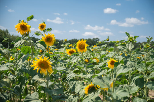 field of sunflowers, summer background, landscape of sunflowers
