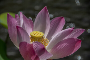 The blossom of a pink lotus in the sunlight