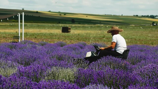 Lavender industrial cultivation and harvesting. Mechanical harvesting with a combine harvester. Lavender Farming. Growing lavender for profit