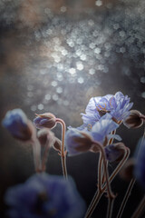 Fioletowe kwiaty bodziszka (Geranium Cloud Nine) © anettastar