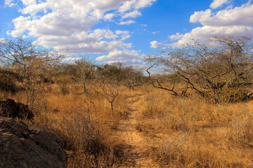 savanna trail wild walk semi-arid dry desert