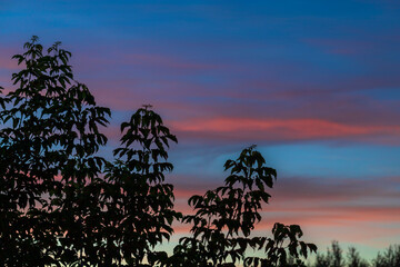 Silhouettes of leaves against the background of the evening summer sky.