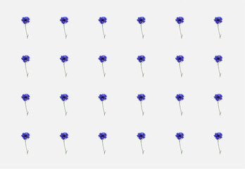 blue purple loggerhead centaury knapweed bullweed flower floral flowers florist background wallpaper banner pattern seamless repetitive vector simple flat illustration  - obrazy, fototapety, plakaty