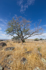 Small tree in rock strewn field of grass.