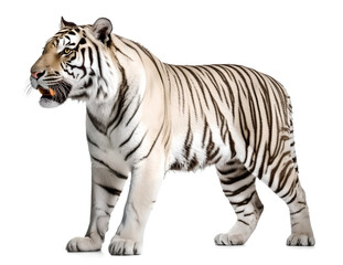 Fototapeta premium white siberian tiger, isolated background. Generative Ai