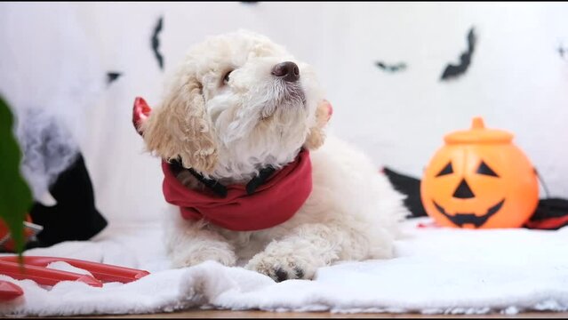 Halloween dog. Funny lagotto romagnolo puppy in halloween decor with pumpkin jack lantern, copy space. Preparing to celebrate halloween. Scary decorations, halloween holiday concept.