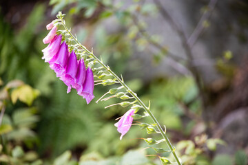 Foxglove poisonous flower on blurred bokeh background