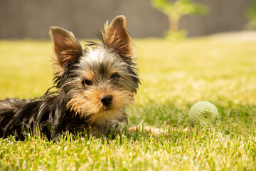 Yorkshire puppy playing in the garden at home